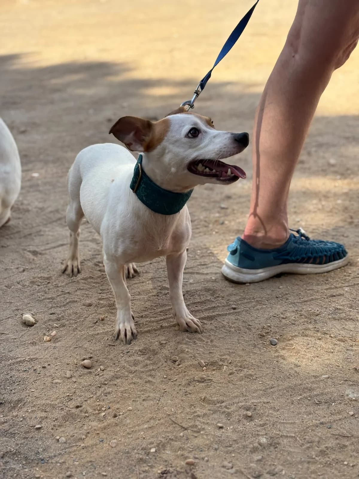 Cloti, mixed breed for adoption at Stichting Hobodogs