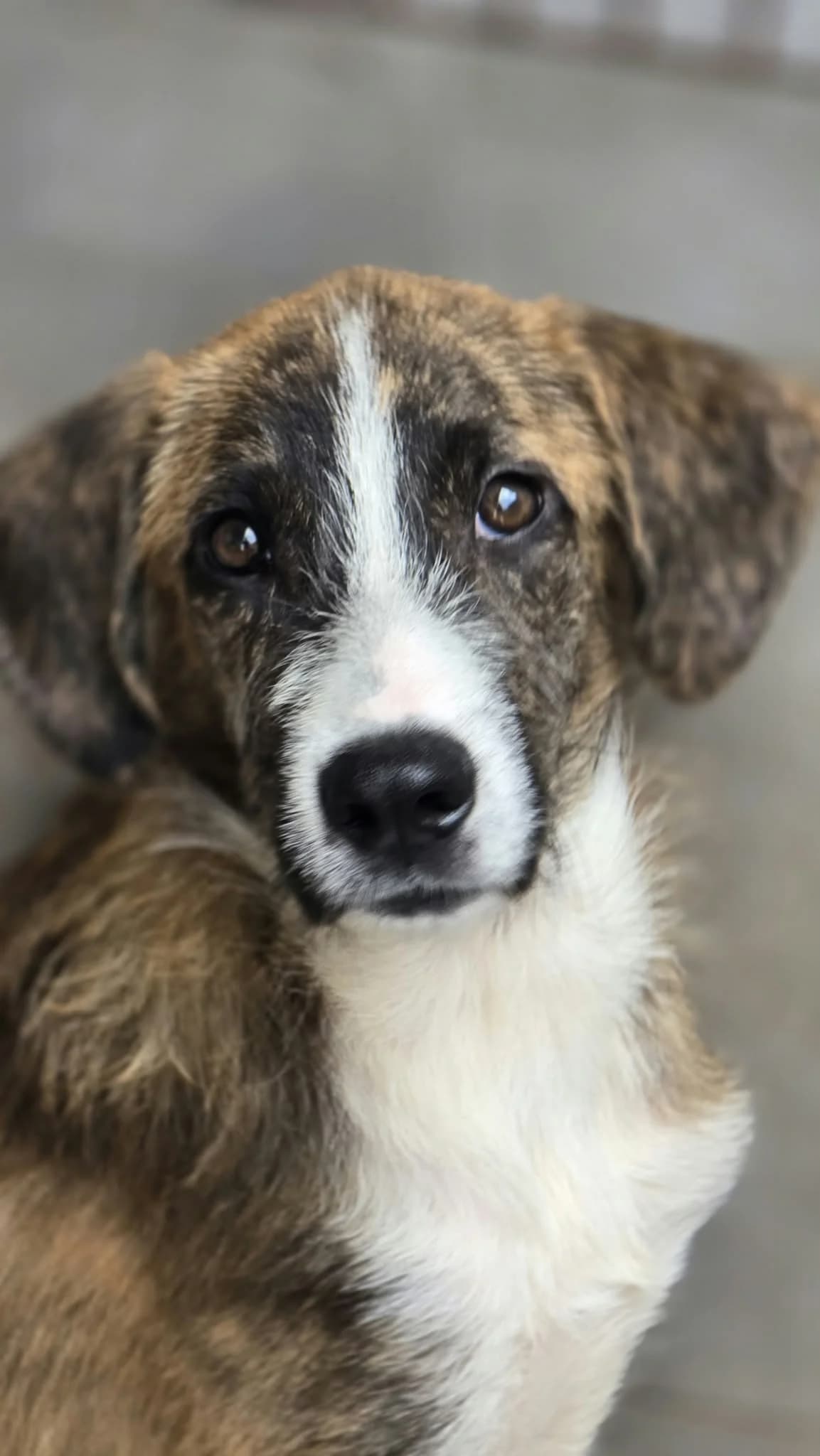 Jack, male Mixed Breed for adoption at Stichting Hobodogs