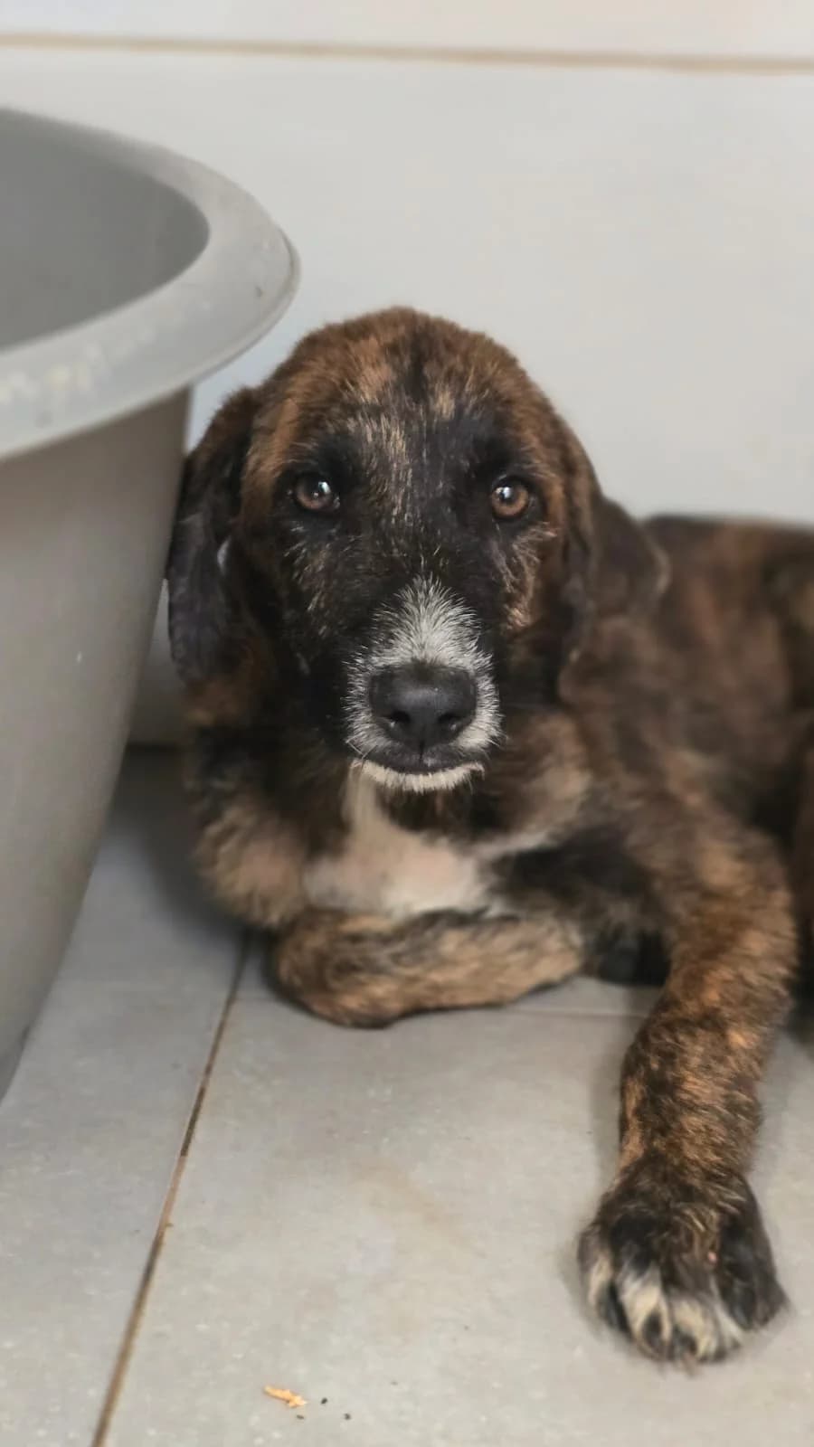Joe, male Mixed Breed for adoption at Stichting Hobodogs