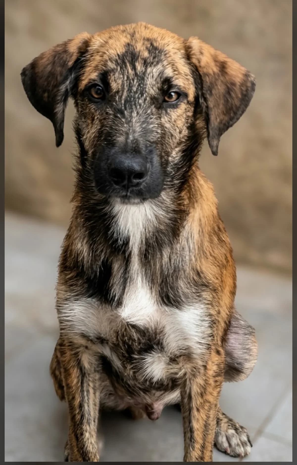 William, male Mixed Breed for adoption at Stichting Hobodogs