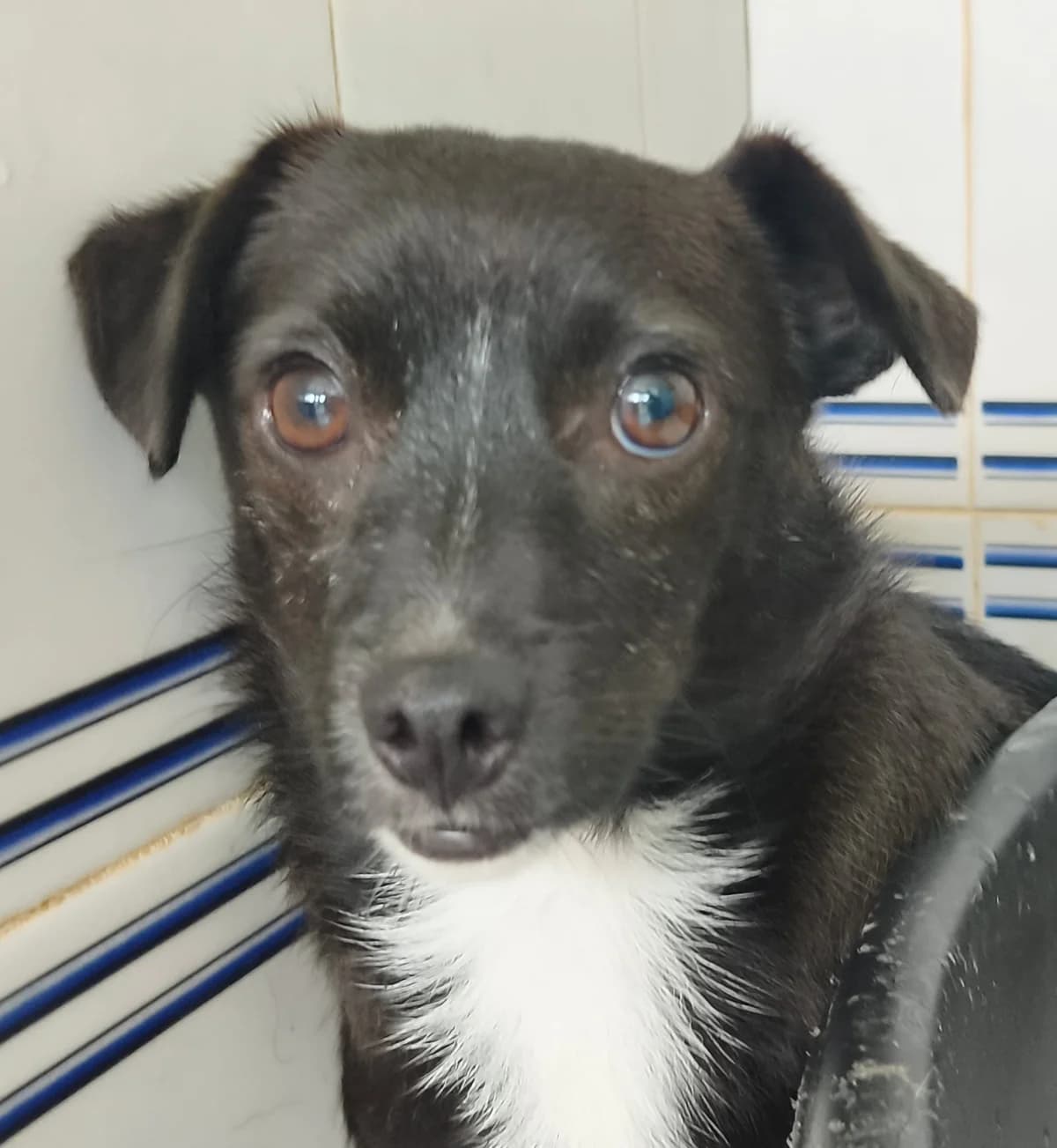 Tinto, male young mixed breed for adoption at Stichting Hobodogs