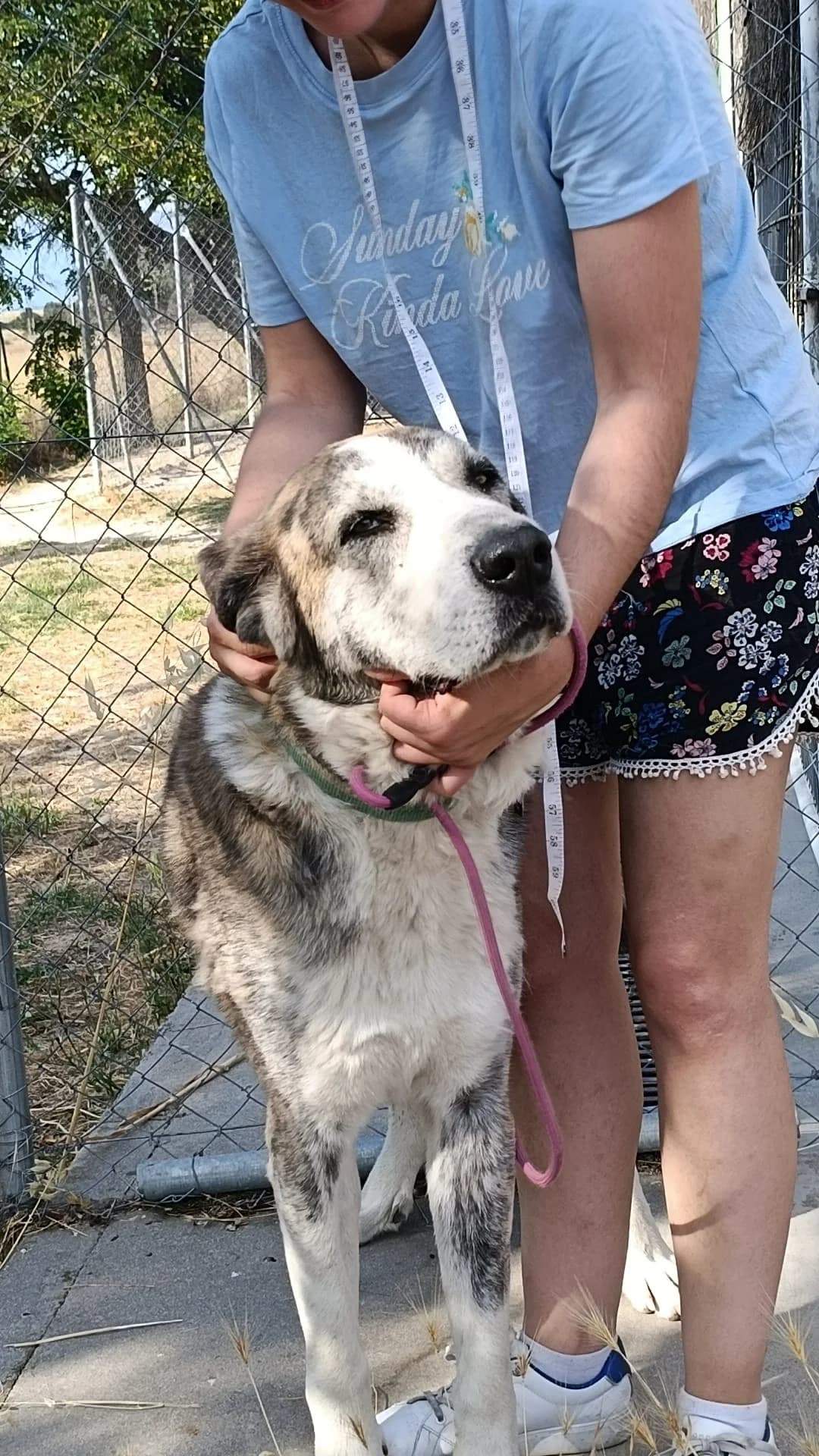 Gran, male 6yo mixed breed for adoption at Stichting Hobodogs