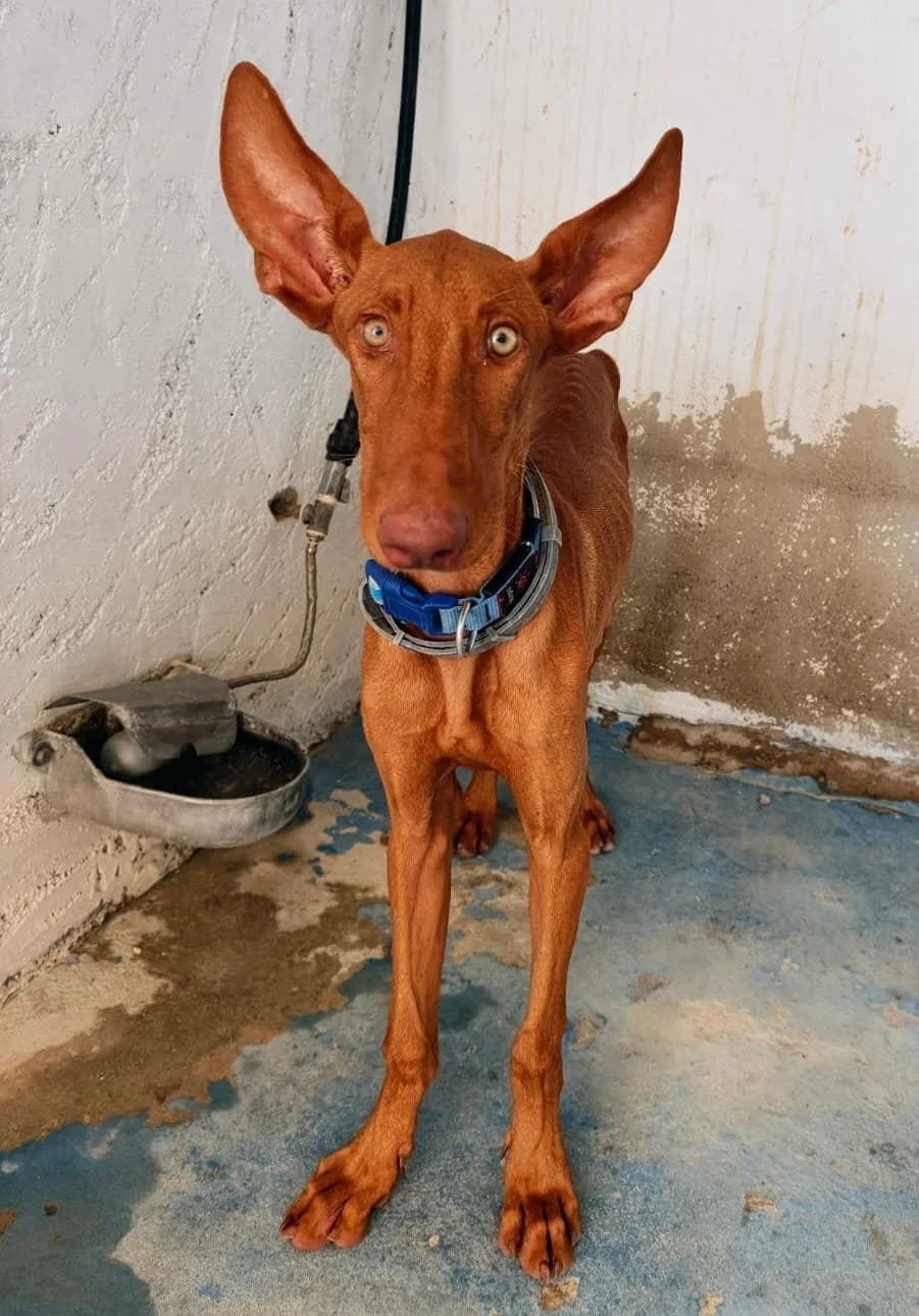 Iggy, male Podenco for adoption at Stichting Hobodogs
