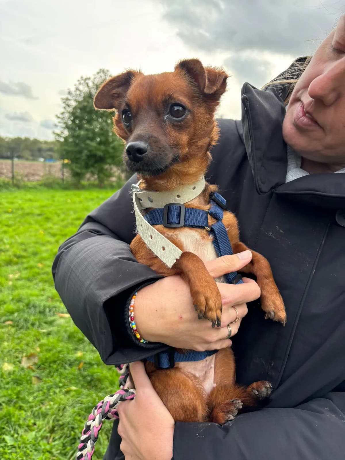 Pixie, Mixed Breed for adoption at Stichting Hobodogs