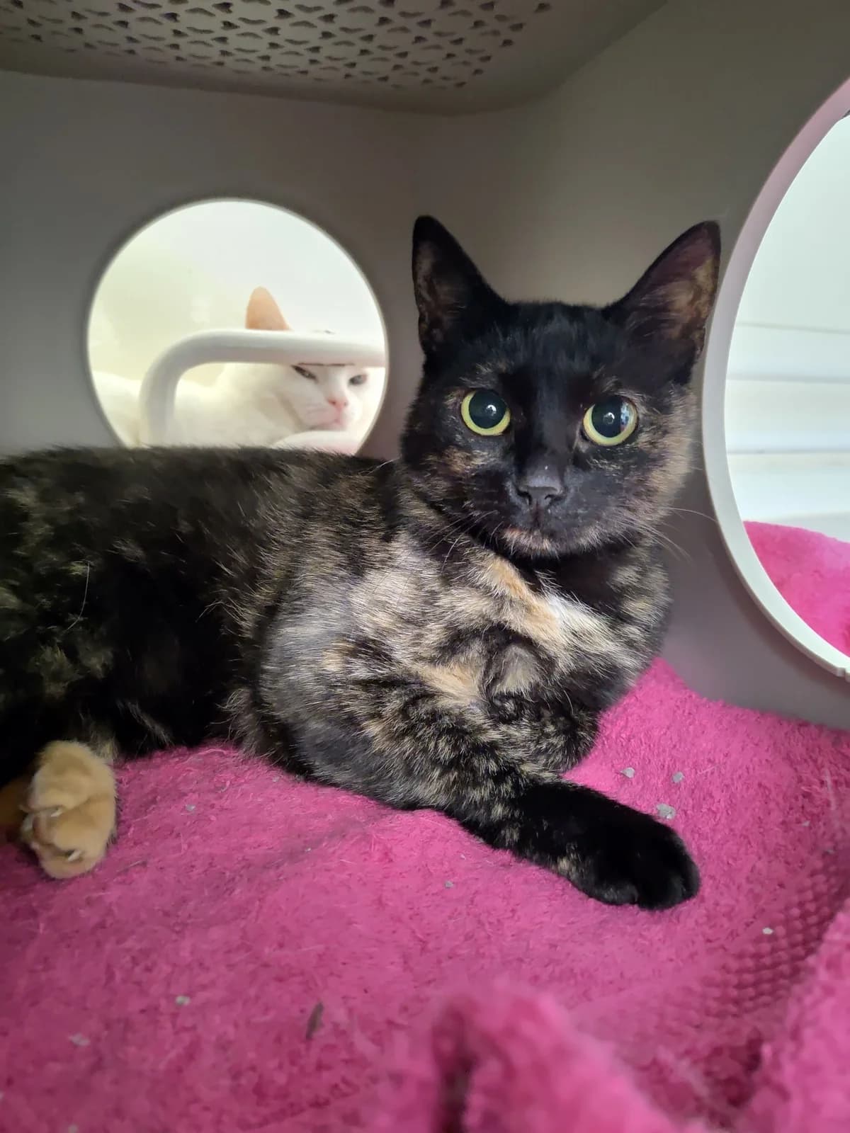 Belle, 3yo mixed breed for adoption at Hokazo, Uden