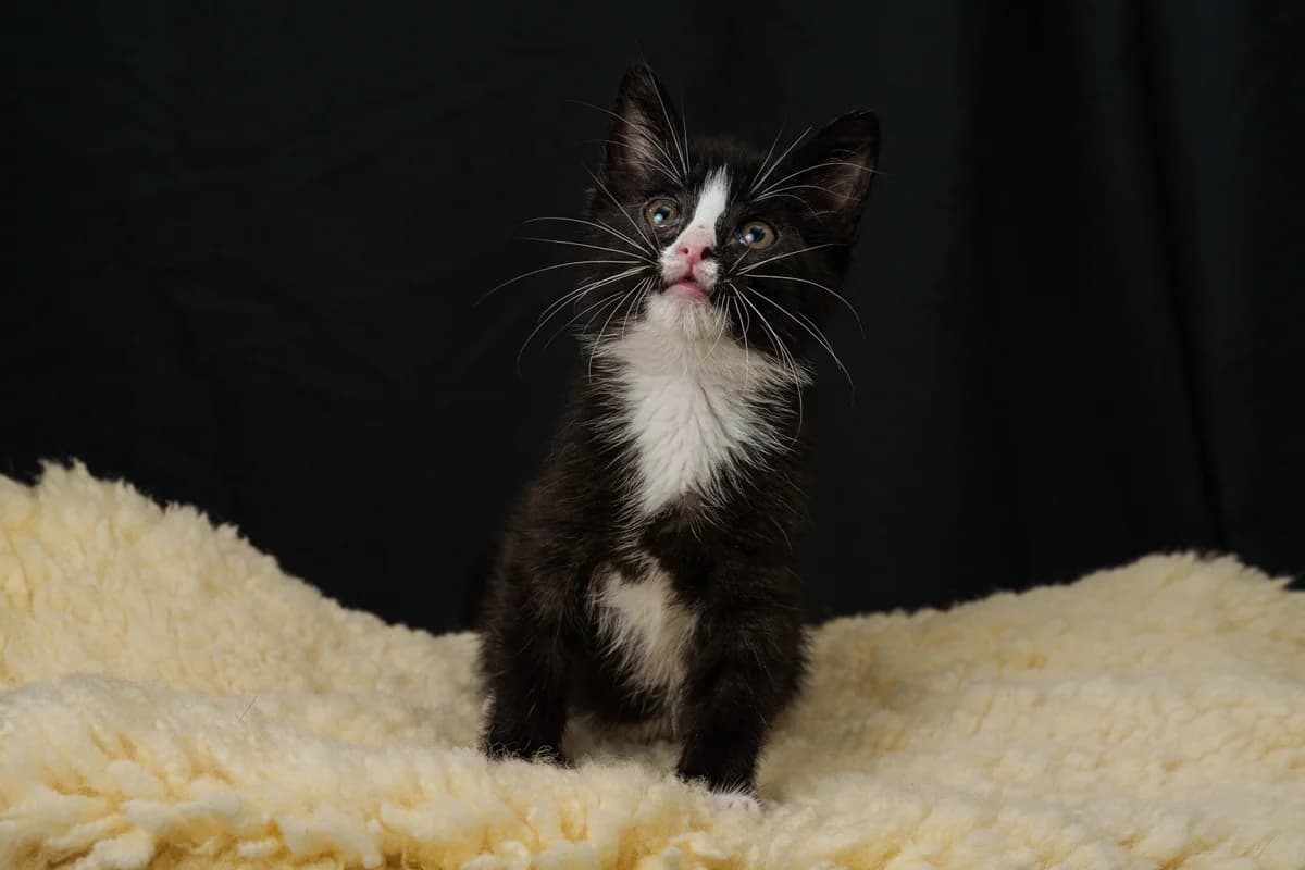 Bloem, puppy mixed breed for adoption at Hokazo, Uden