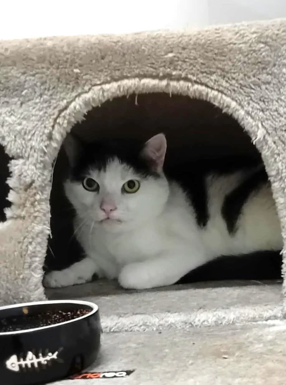 Boeffie, grijs senior mixed breed for adoption at Hokazo, Uden