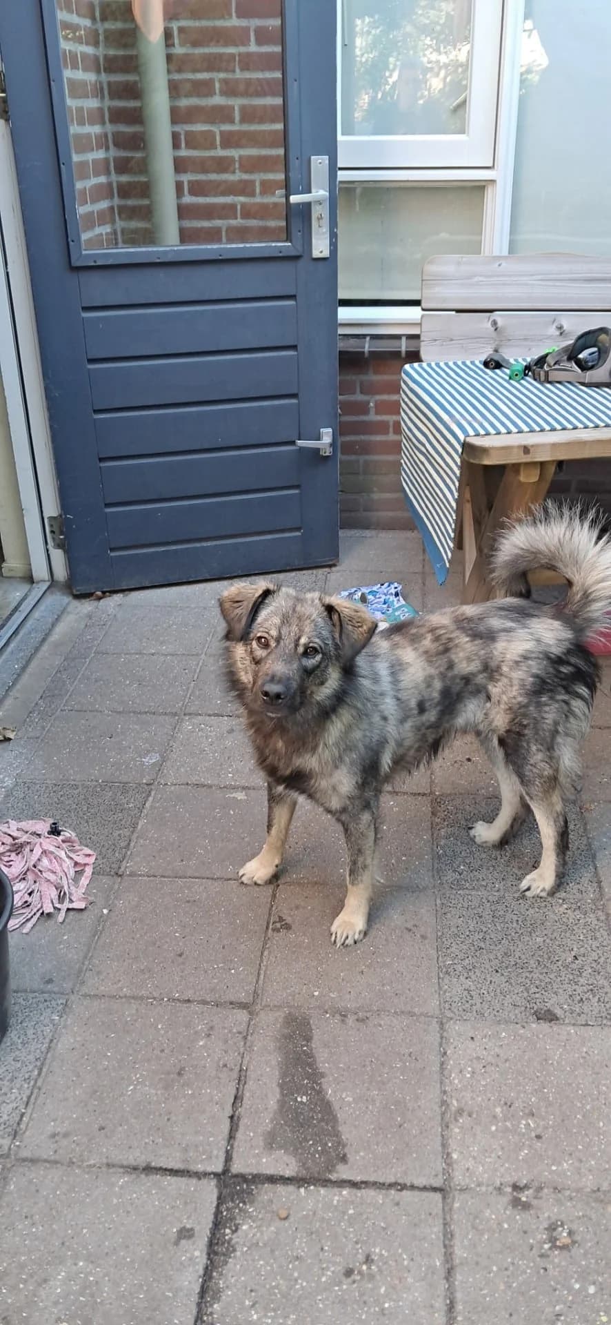 Buddy (TER BEMIDDELING), male 4yo mixed breed for adoption at Hokazo, Uden