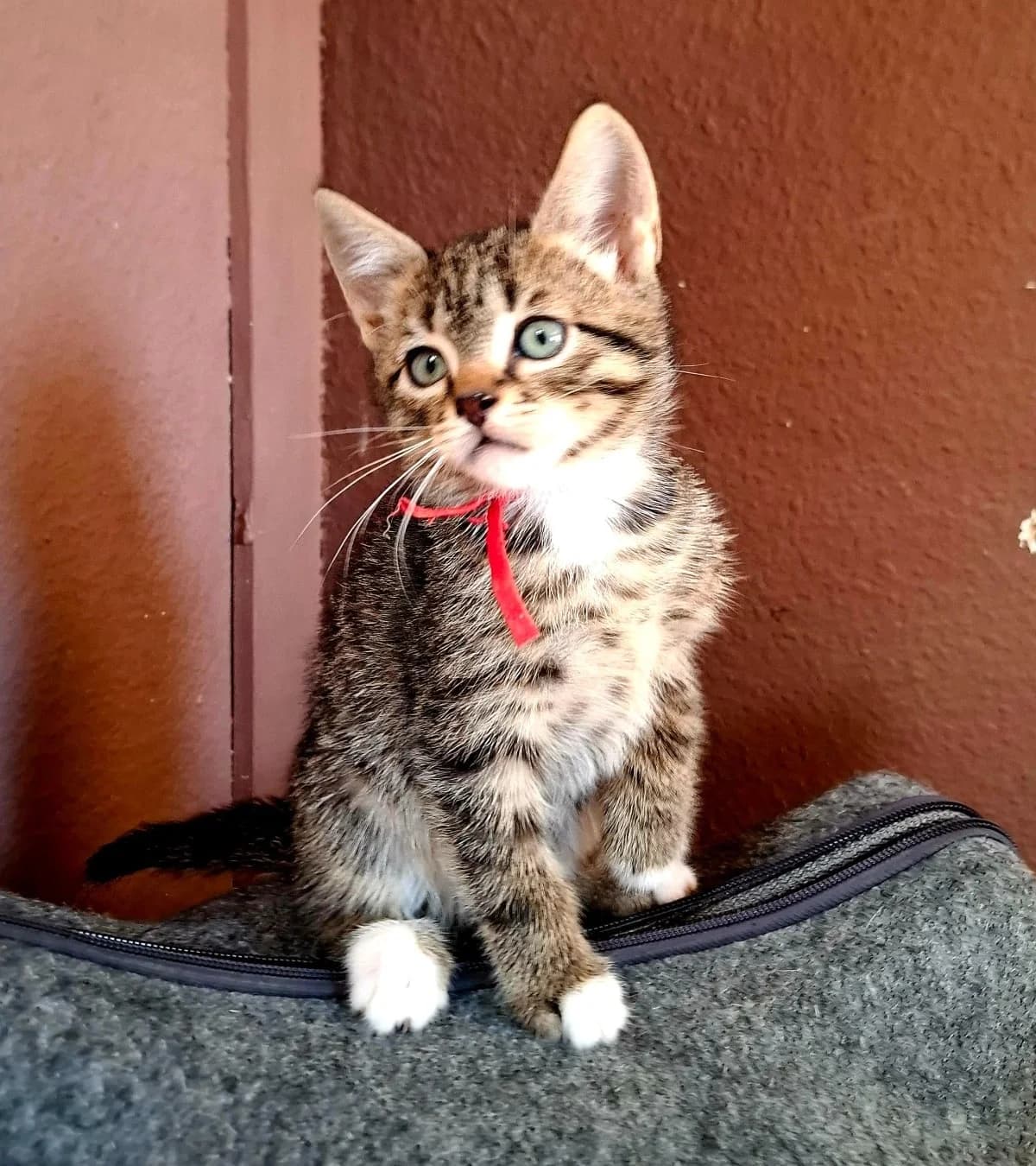 Cedar, mixed breed for adoption at Hokazo, Uden