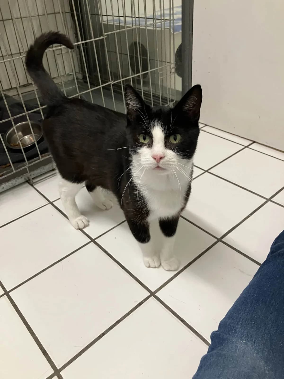 Dapper, zwart 3yo mixed breed for adoption at Hokazo, Uden