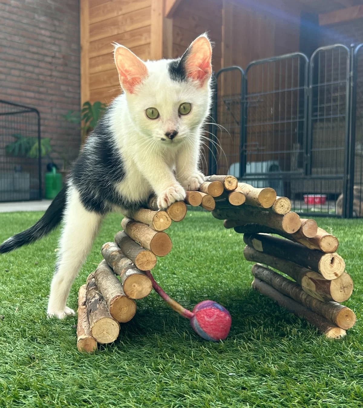 Dobby, mixed breed for adoption at Hokazo, Uden
