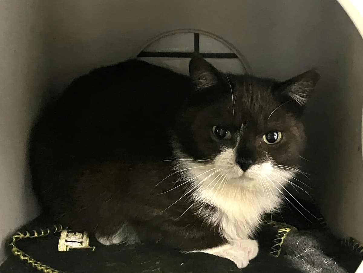 Duffy, 6yo mixed breed for adoption at Hokazo, Uden