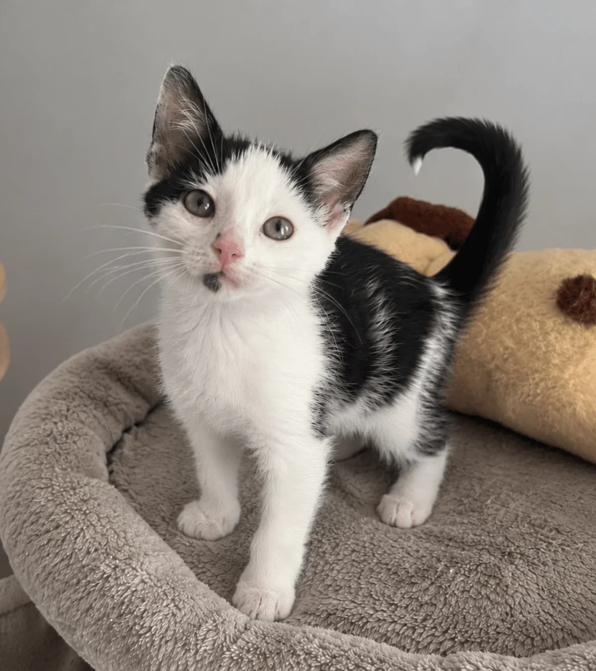 Echo, puppy mixed breed for adoption at Hokazo, Uden