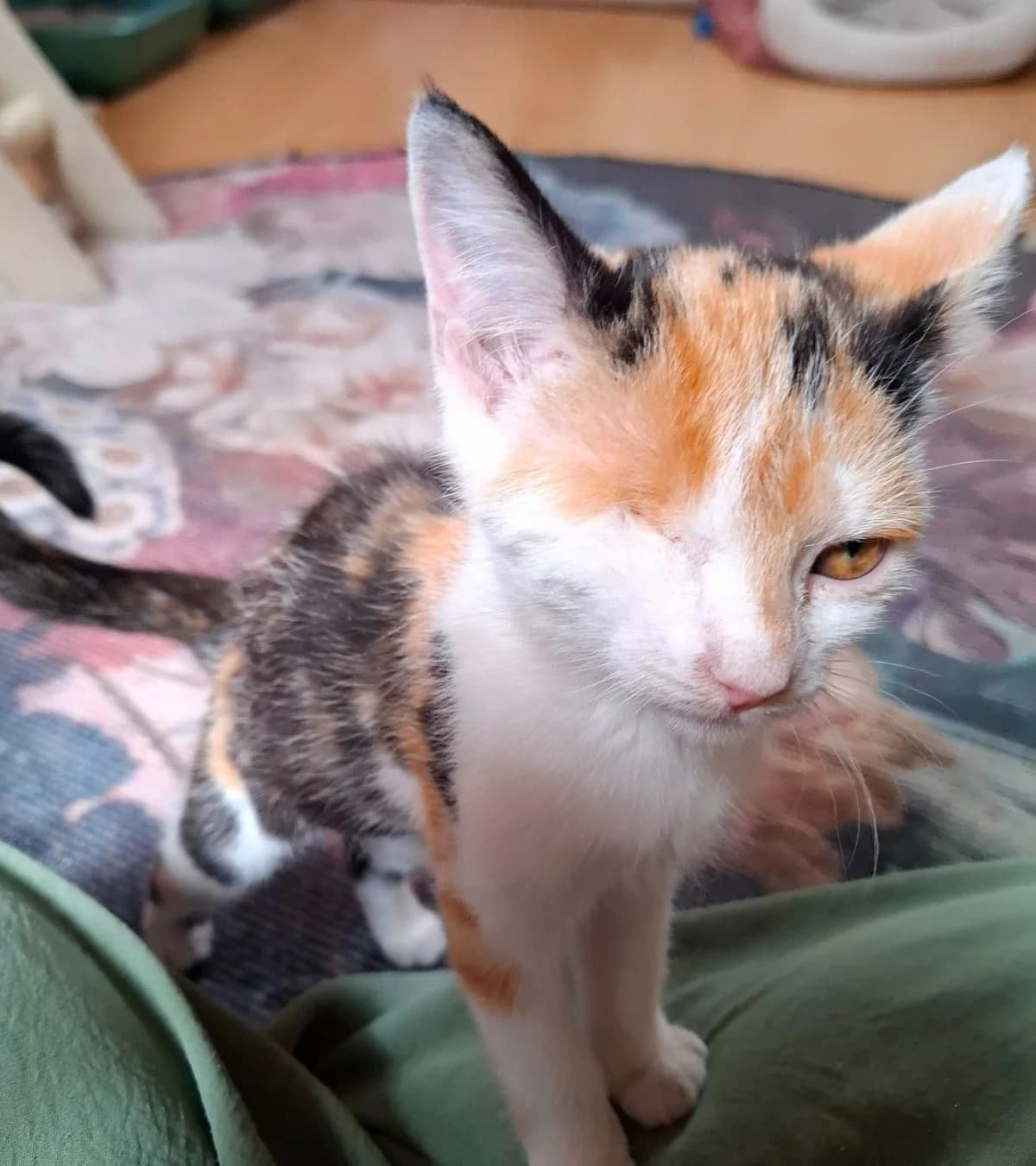 Eefje, mixed breed for adoption at Hokazo, Uden
