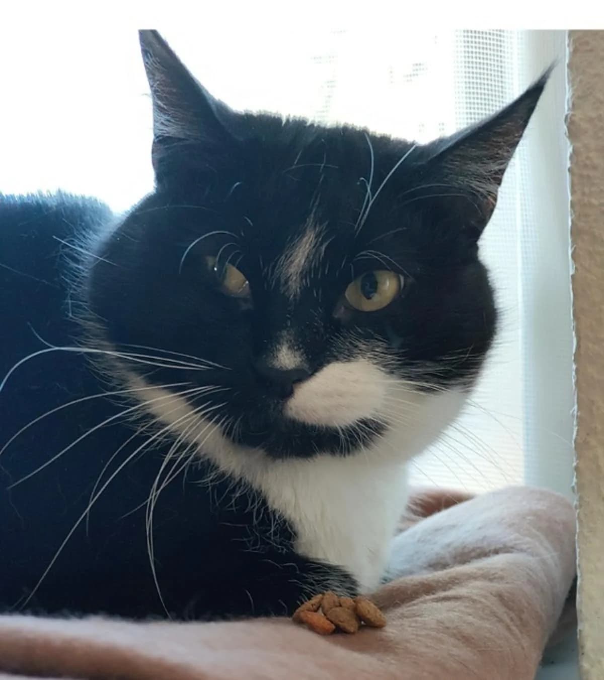 Eline, zwart 3yo mixed breed for adoption at Hokazo, Uden