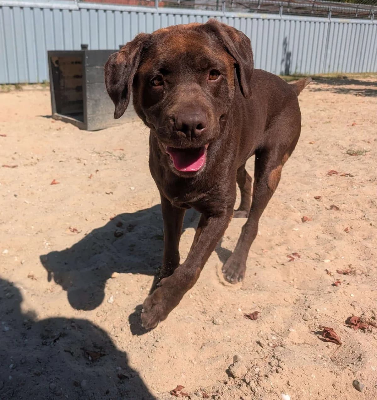 Evy, female 5yo Labrador Retriever for adoption at Hokazo, Uden