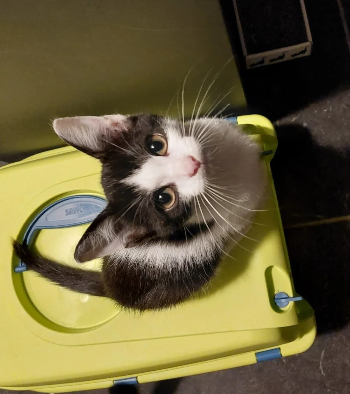 Florance, mixed breed for adoption at Hokazo, Uden