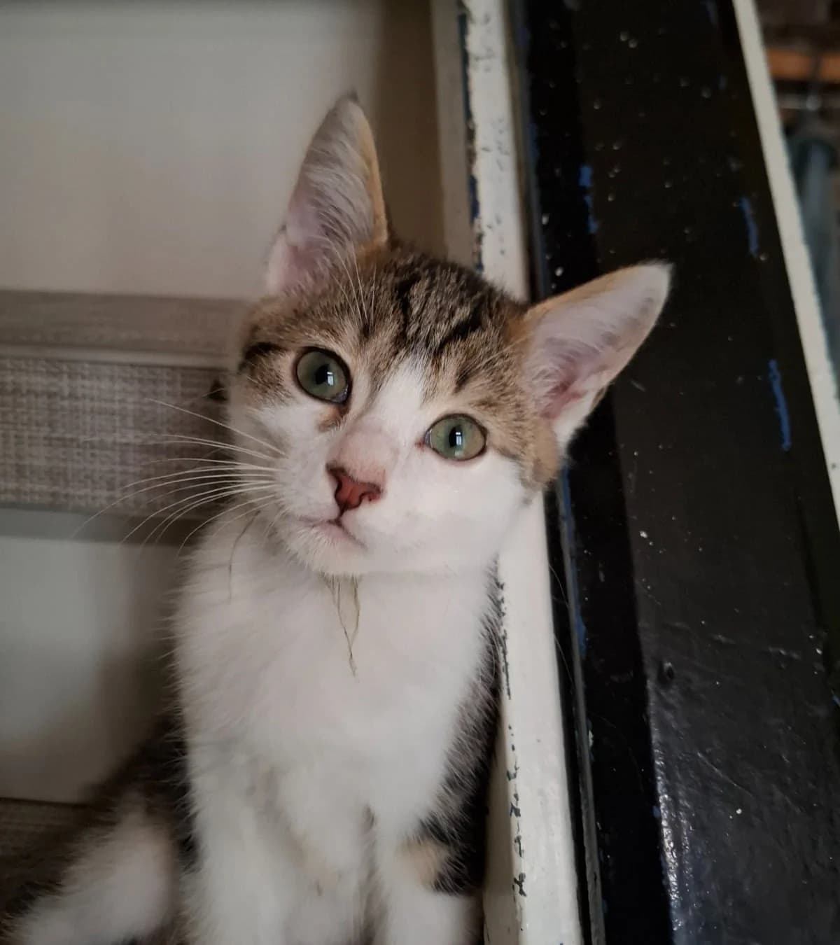 Friso, mixed breed for adoption at Hokazo, Uden