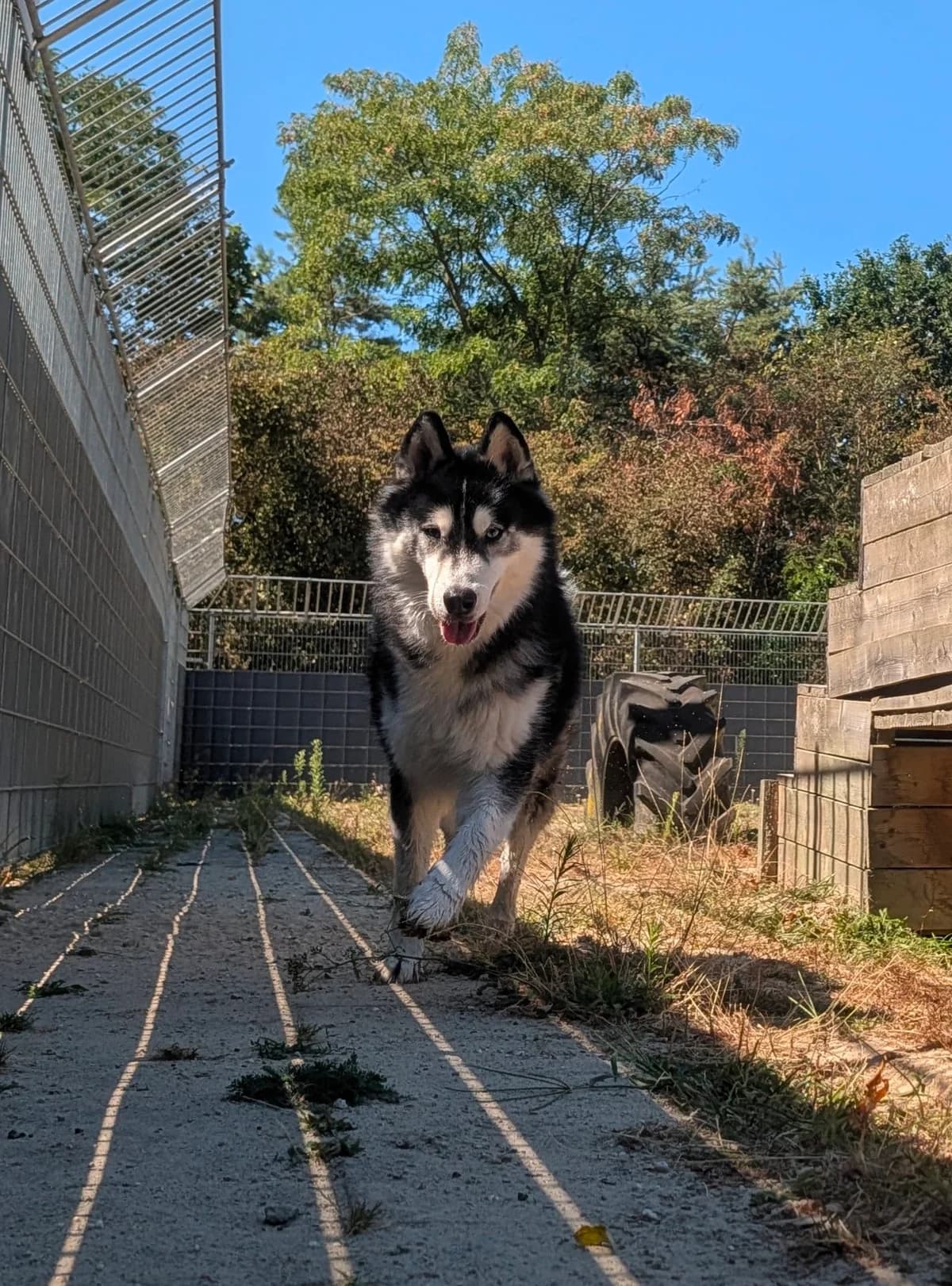 Ghost, male 6yo Husky for adoption at Hokazo, Uden