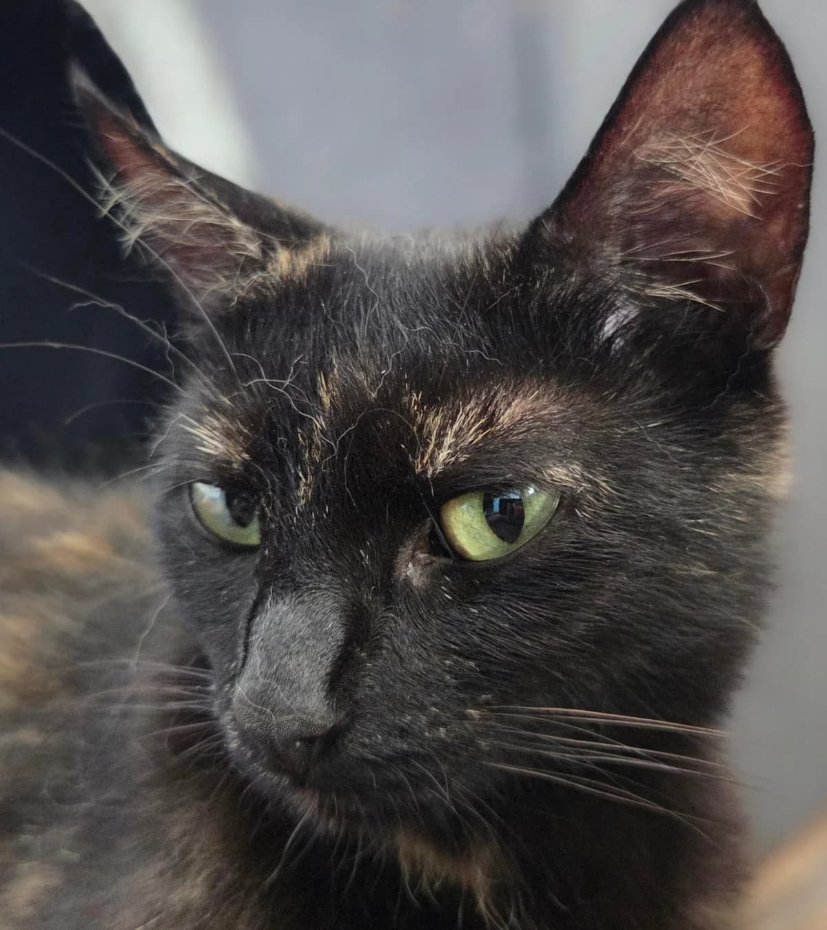 Jade, 3yo mixed breed for adoption at Hokazo, Uden