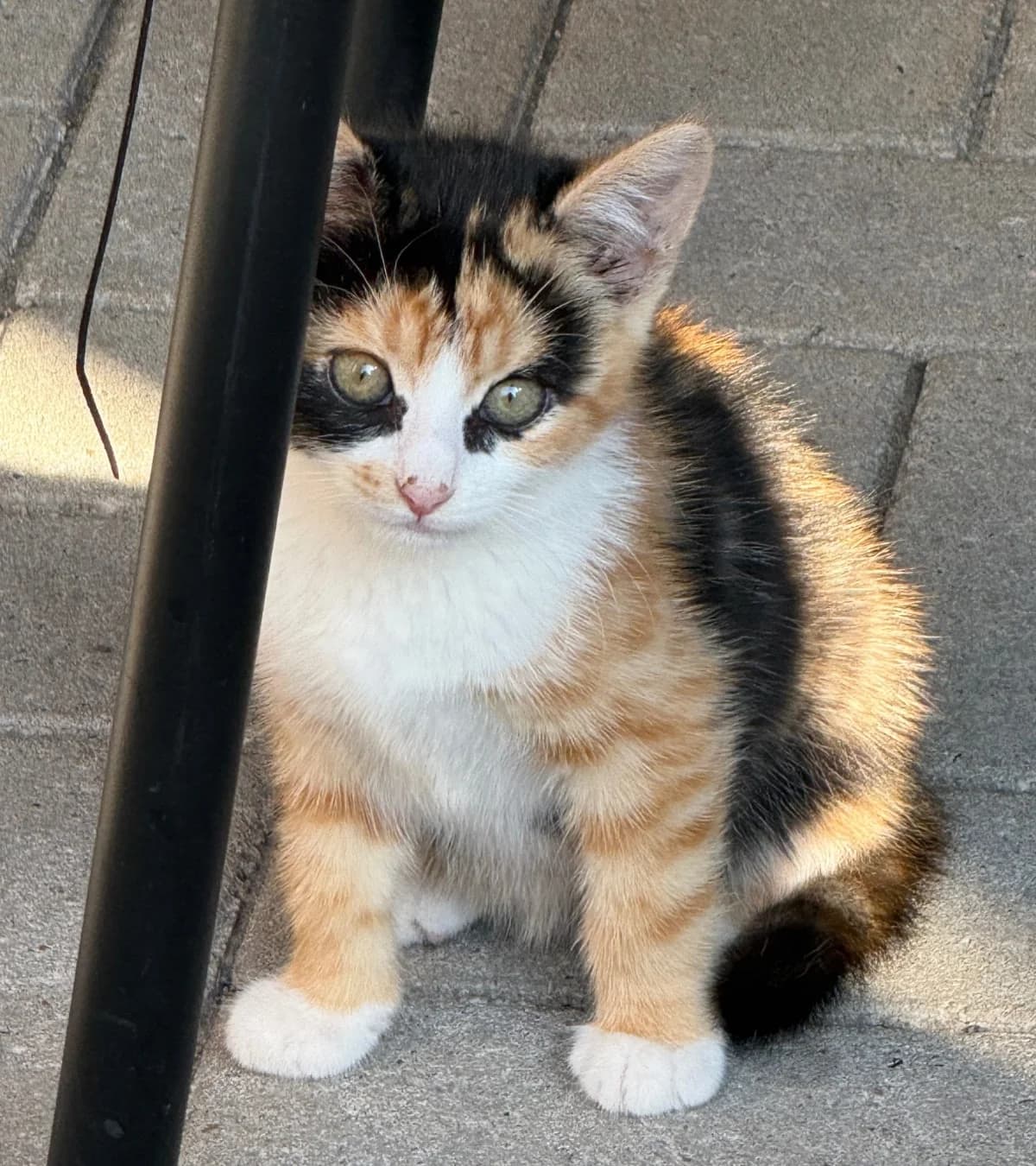 June, mixed breed for adoption at Hokazo, Uden