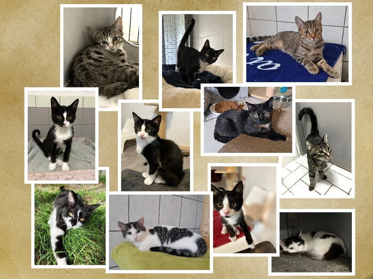Kittens bij Hokazo, rood puppy mixed breed for adoption at Hokazo, Uden