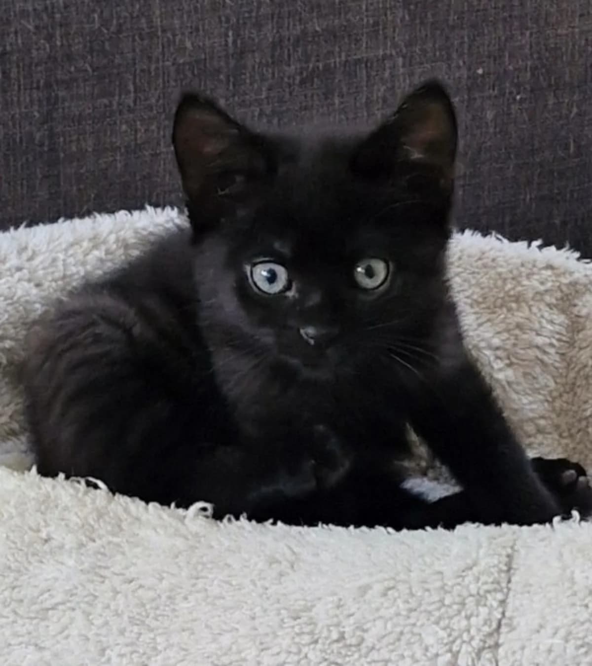 Krist, mixed breed for adoption at Hokazo, Uden