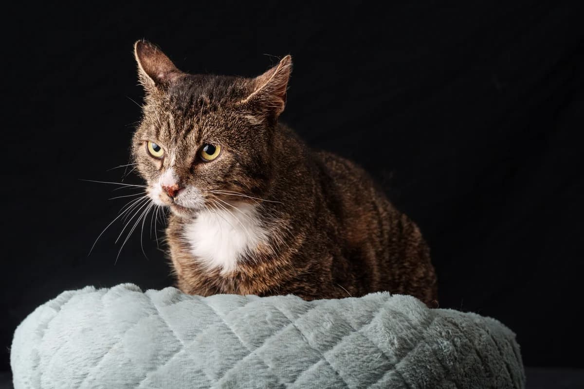 Larry, 5yo mixed breed for adoption at Hokazo, Uden