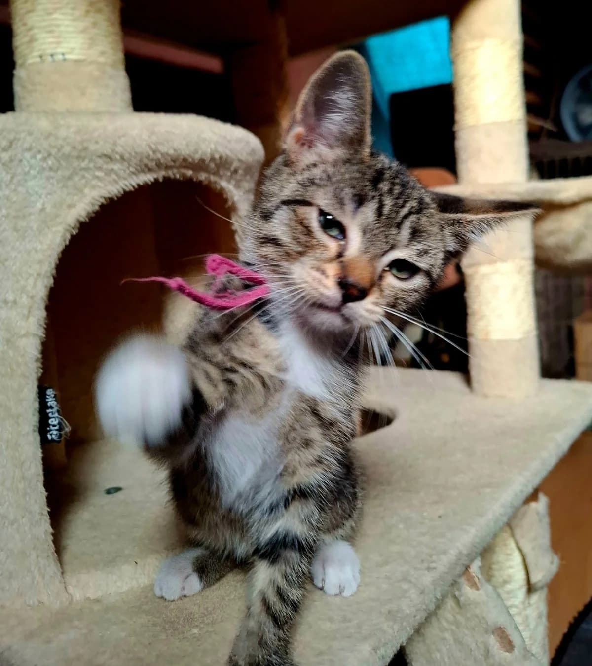 Maple, mixed breed for adoption at Hokazo, Uden