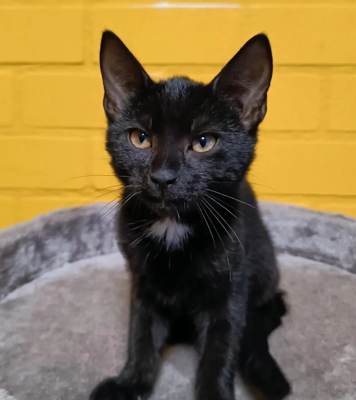 Mia, mixed breed for adoption at Hokazo, Uden