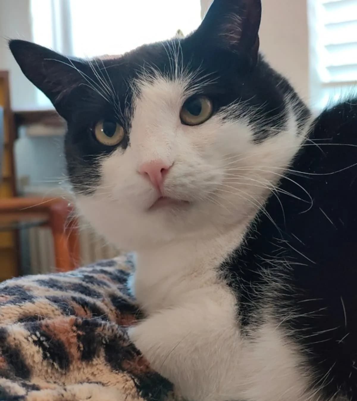 Misty, wit 3yo mixed breed for adoption at Hokazo, Uden