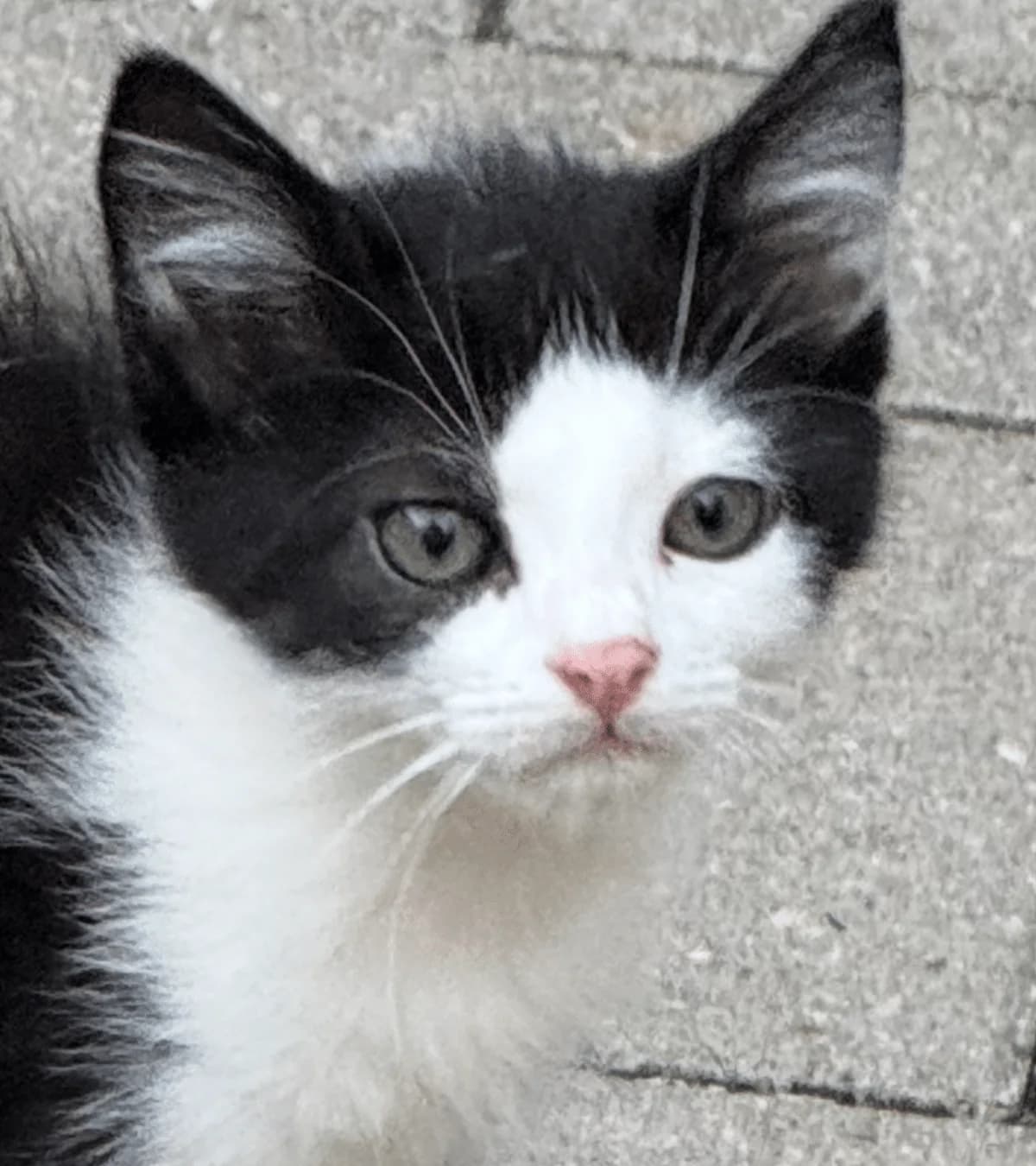 Mol, mixed breed for adoption at Hokazo, Uden