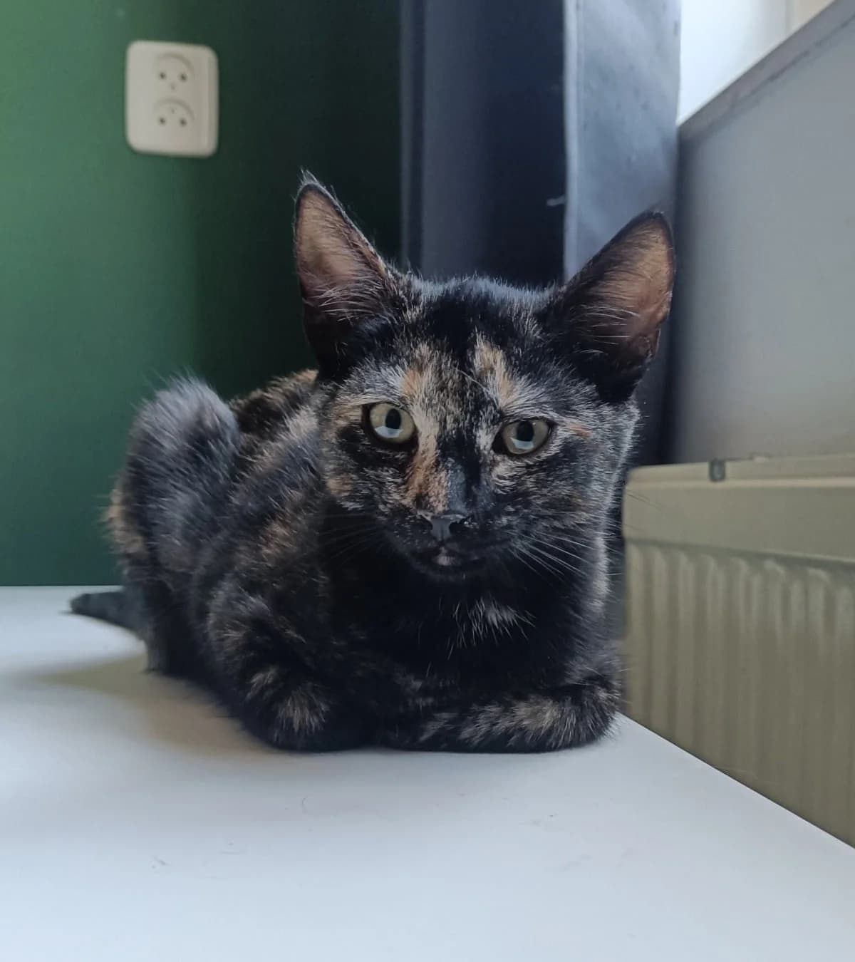 Mus, young mixed breed for adoption at Hokazo, Uden