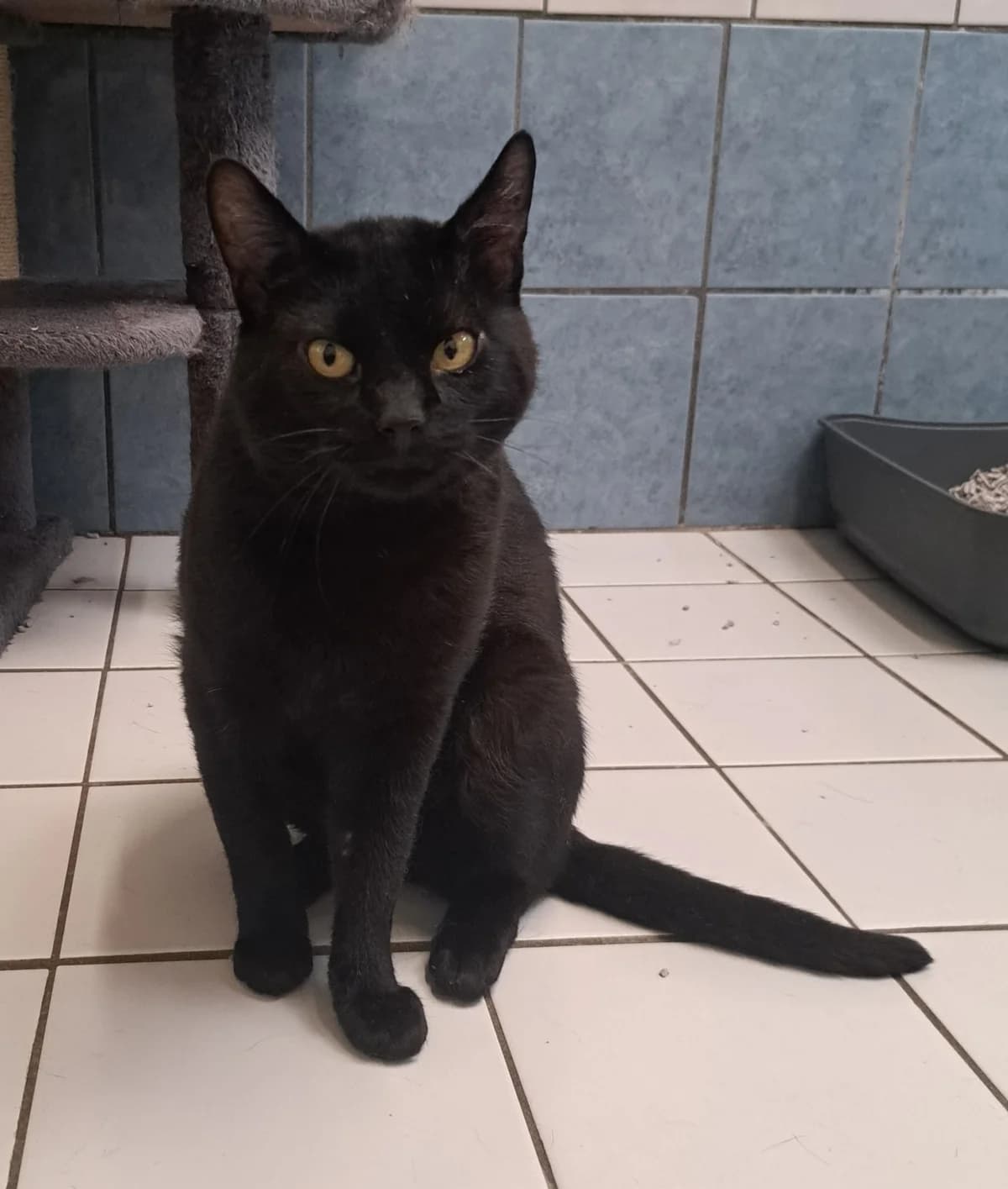 Omar, 4yo mixed breed for adoption at Hokazo, Uden