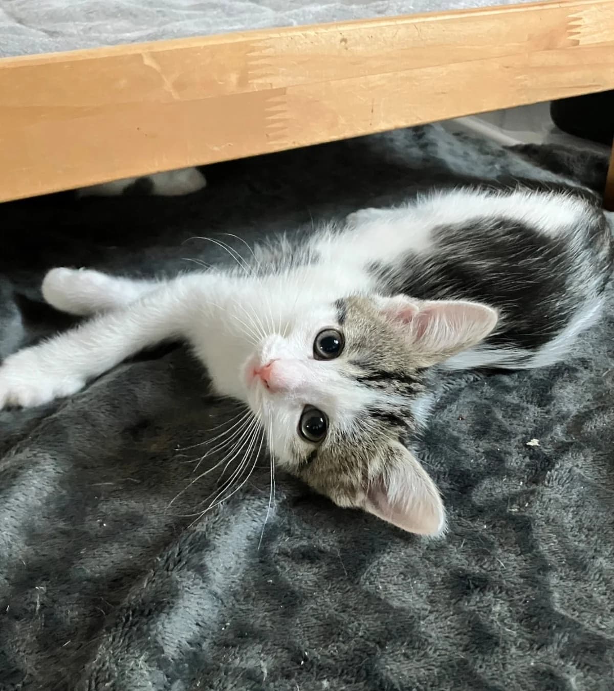 Oos, mixed breed for adoption at Hokazo, Uden