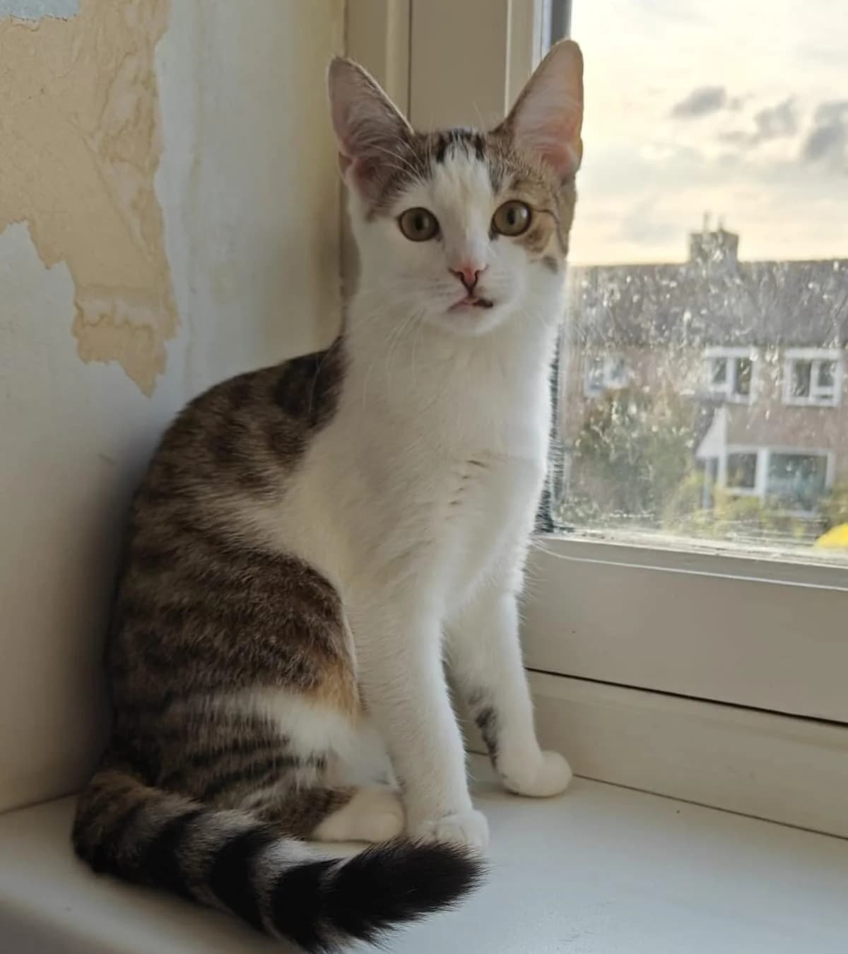 Padme, puppy mixed breed for adoption at Hokazo, Uden