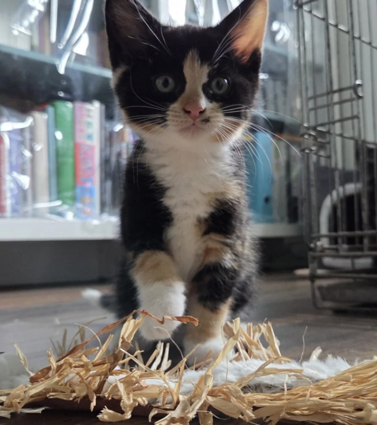Pearl, puppy mixed breed for adoption at Hokazo, Uden