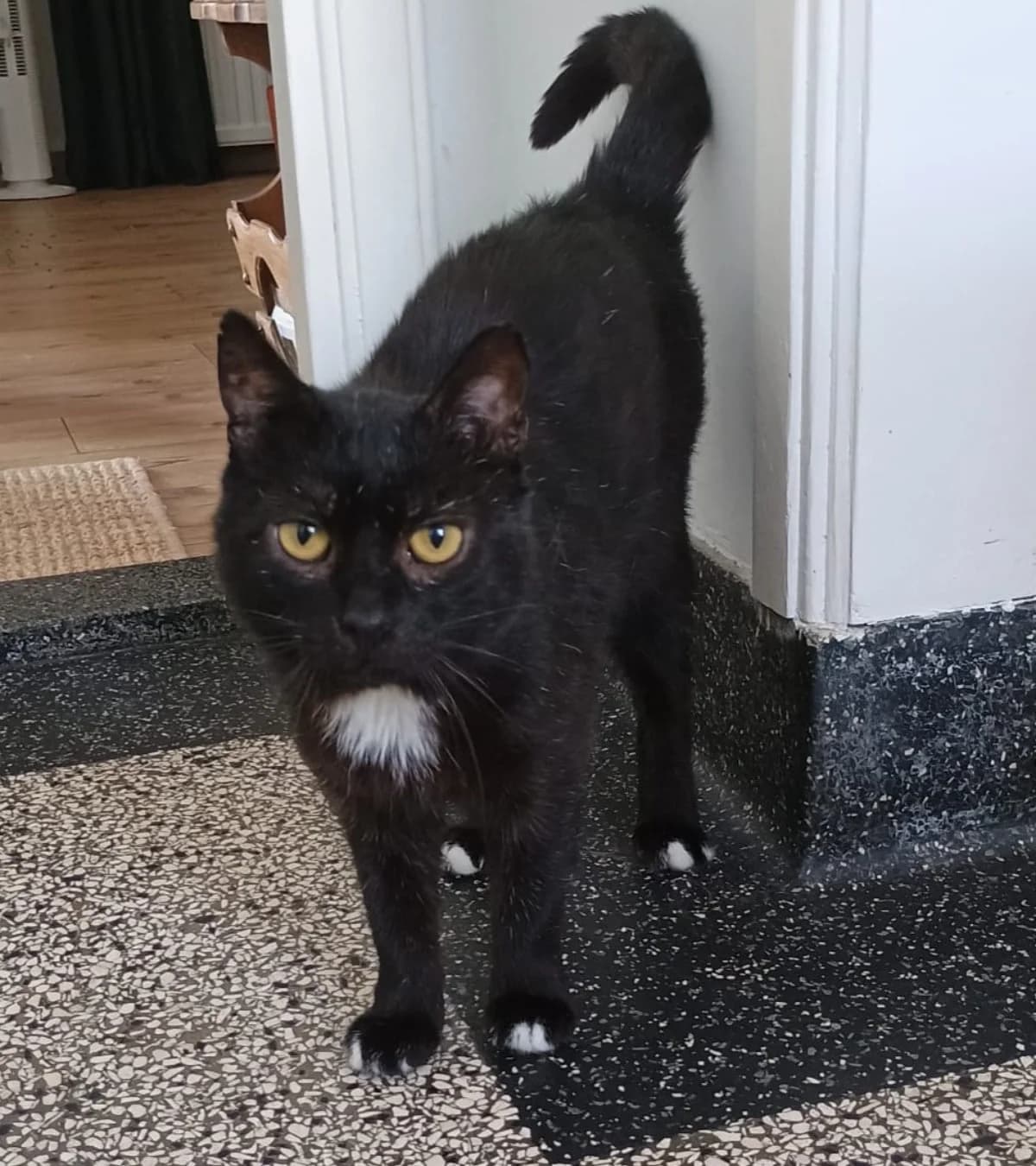 Pim, 6yo mixed breed for adoption at Hokazo, Uden