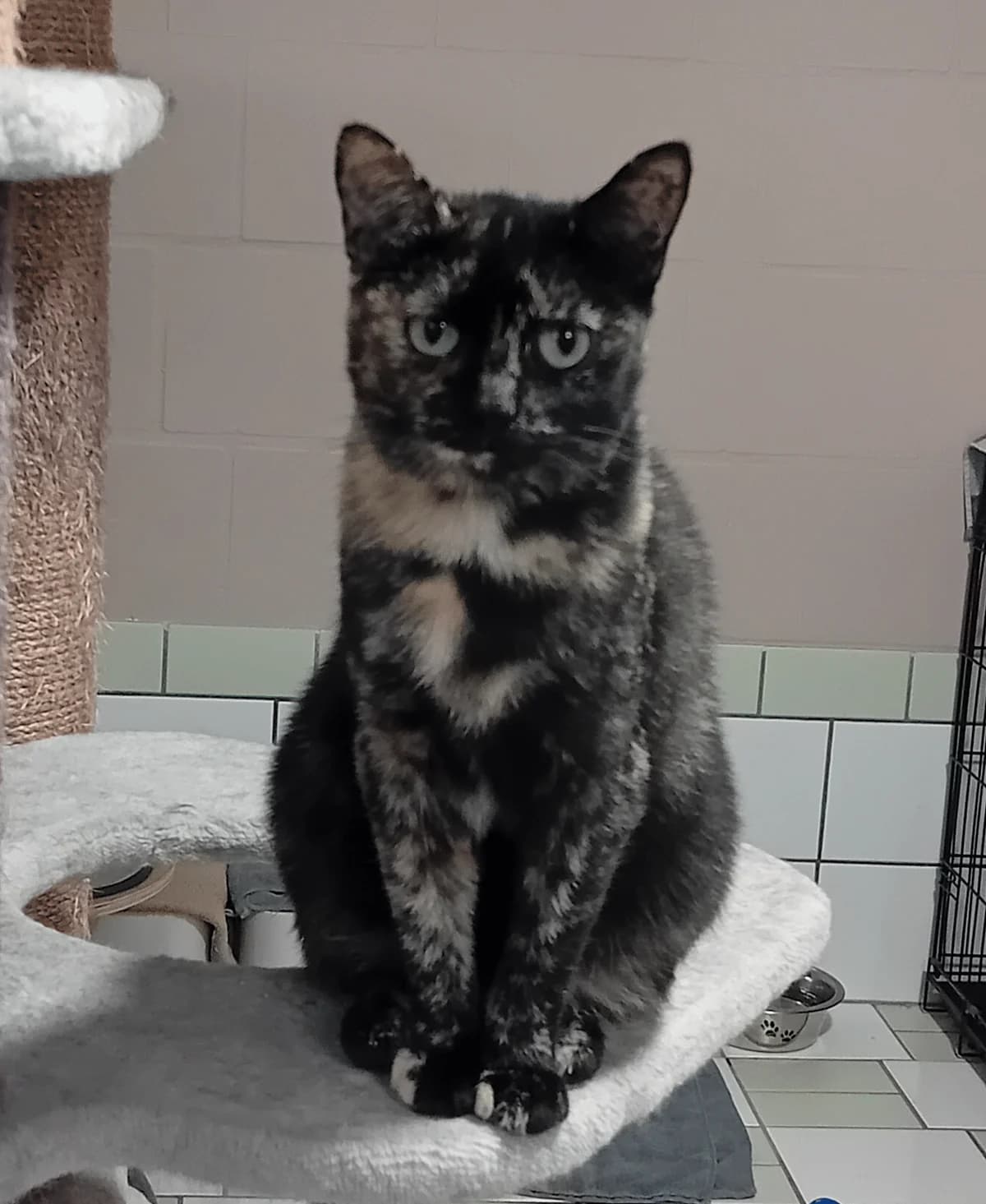 Reeses, 4yo mixed breed for adoption at Hokazo, Uden