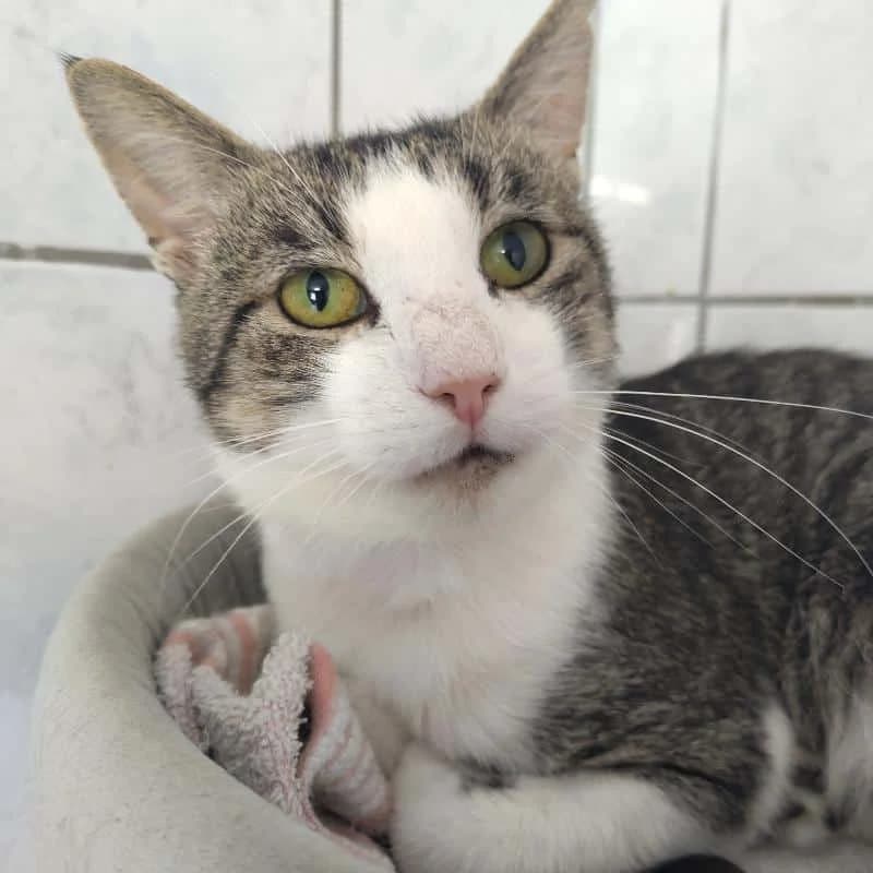 Remco, senior mixed breed for adoption at Hokazo, Uden