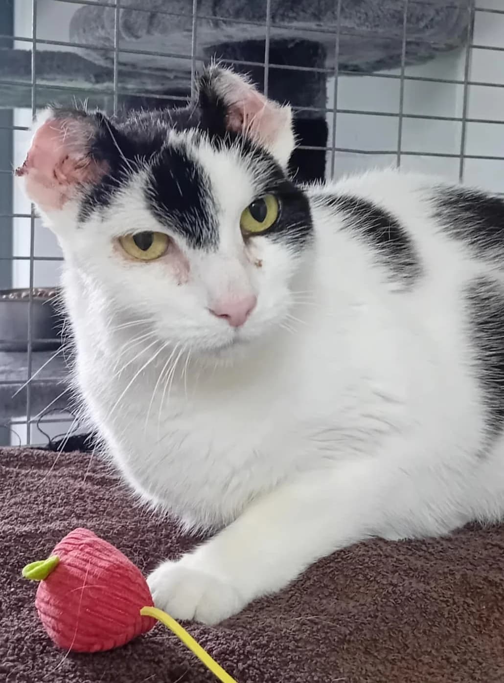 Reyna, wit senior mixed breed for adoption at Hokazo, Uden
