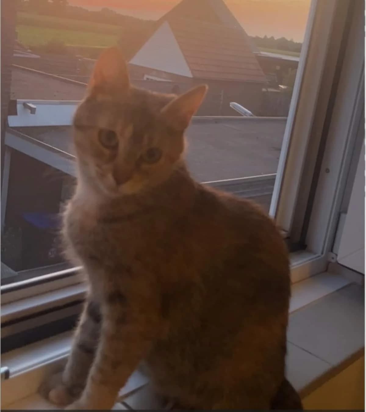Rihanna, 4yo mixed breed for adoption at Hokazo, Uden