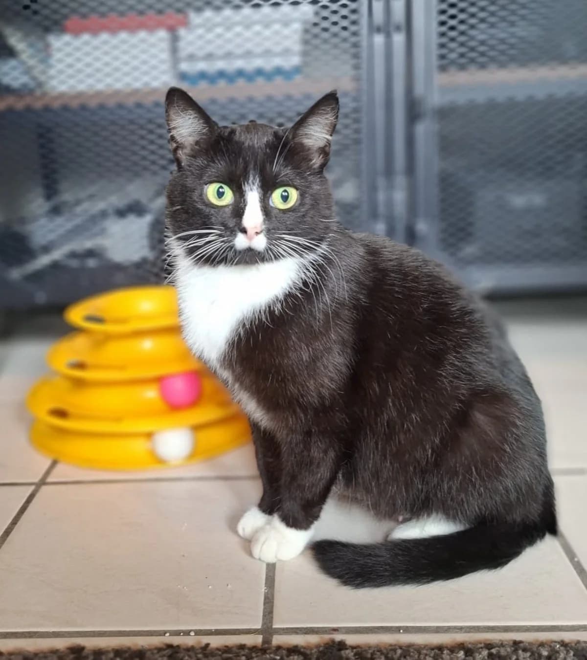 Riley, young mixed breed for adoption at Hokazo, Uden