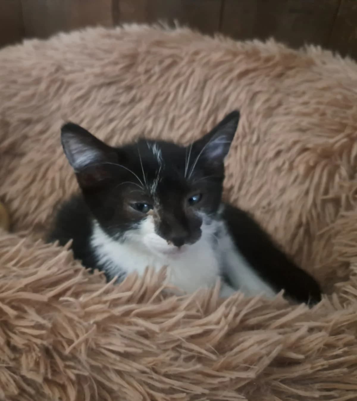 Salar, mixed breed for adoption at Hokazo, Uden