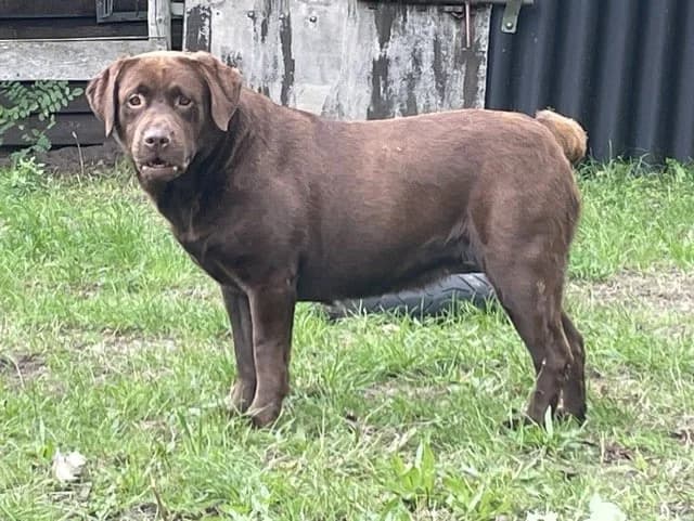 Shy, female 5yo Labrador Retriever for adoption at Hokazo, Uden