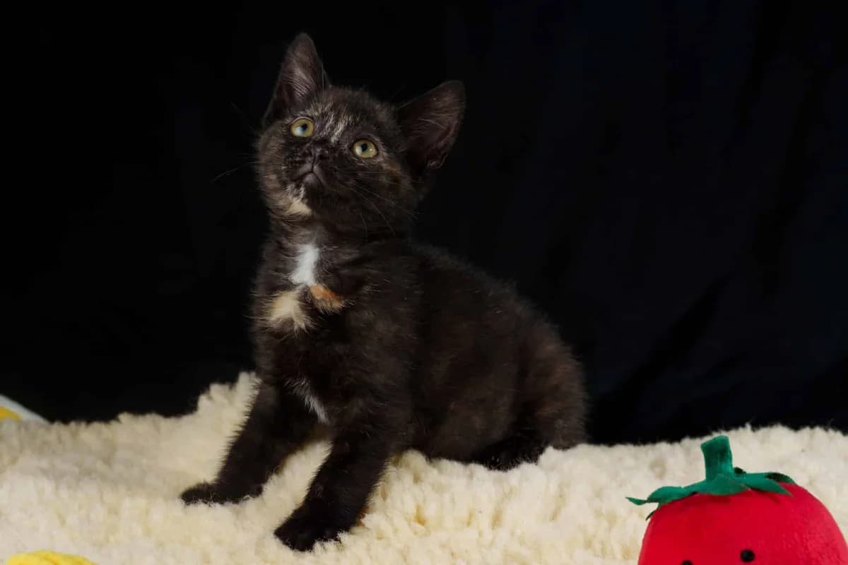 Skunk, mixed breed for adoption at Hokazo, Uden