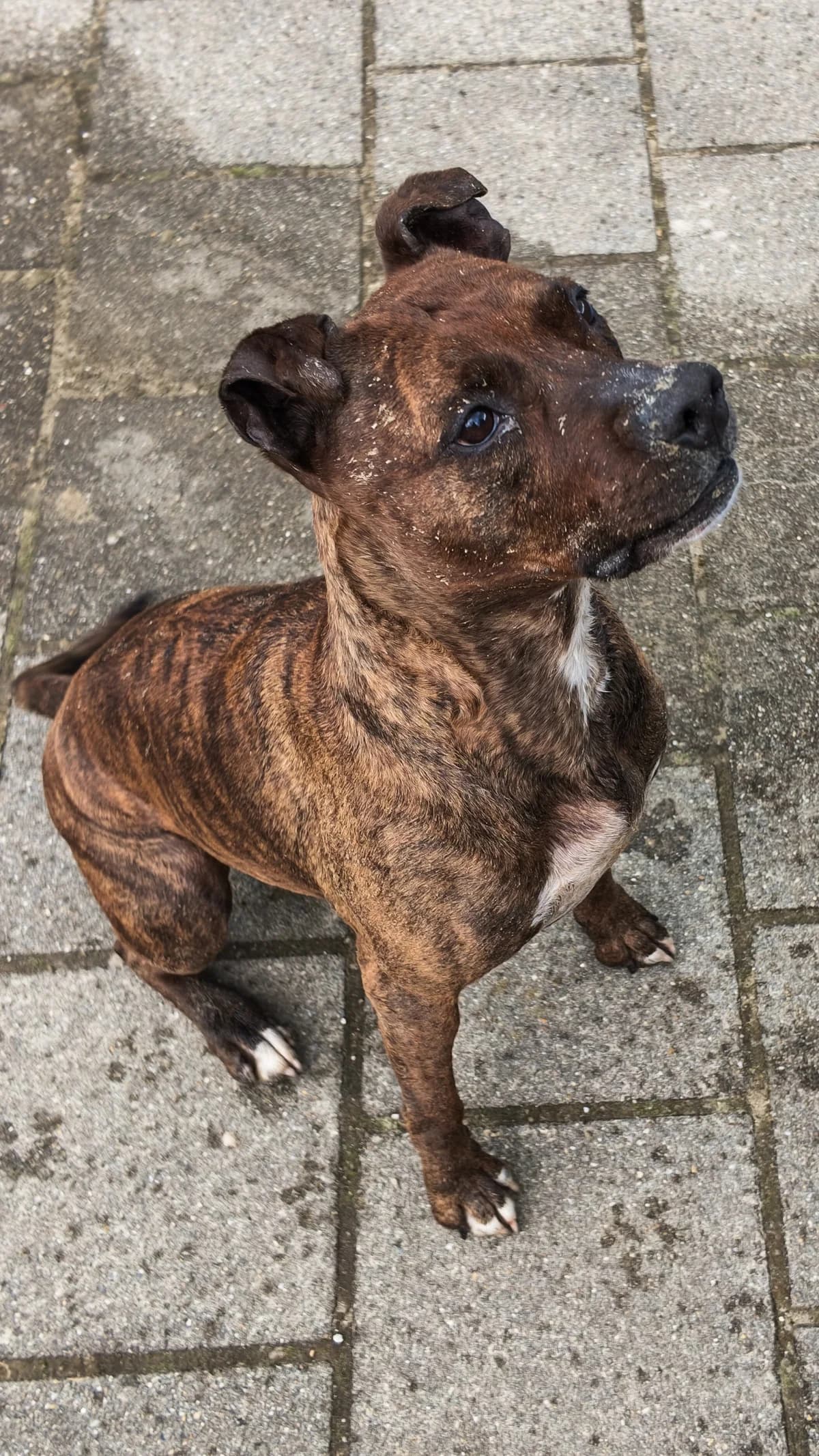 Sky, female senior Staffordshire Bull Terrier for adoption at Hokazo, Uden