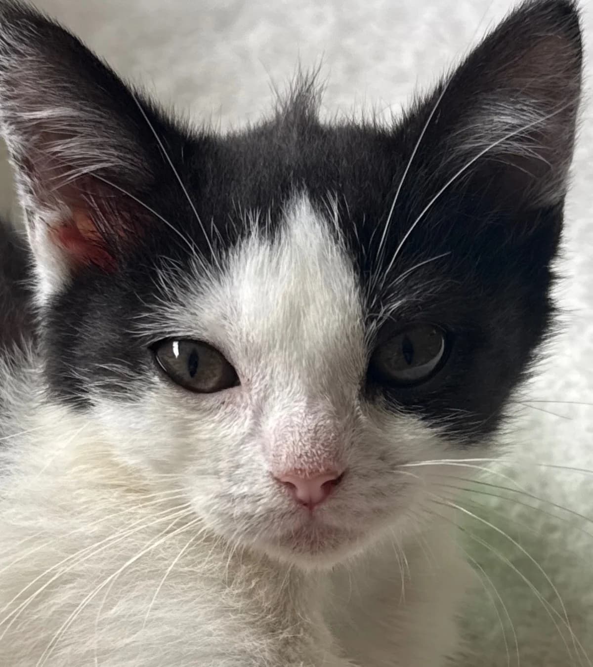 Sky, mixed breed for adoption at Hokazo, Uden