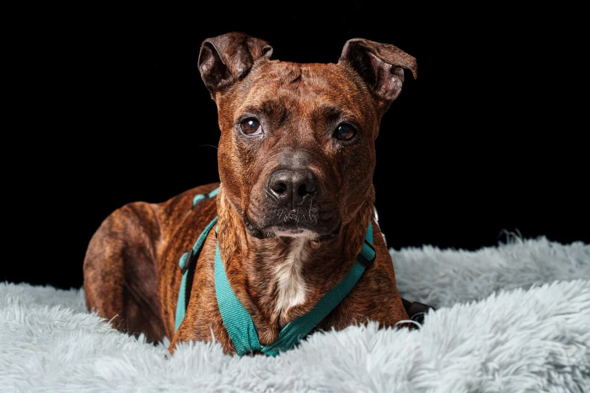Sky, female senior Staffordshire Bull Terrier for adoption at Hokazo, Uden