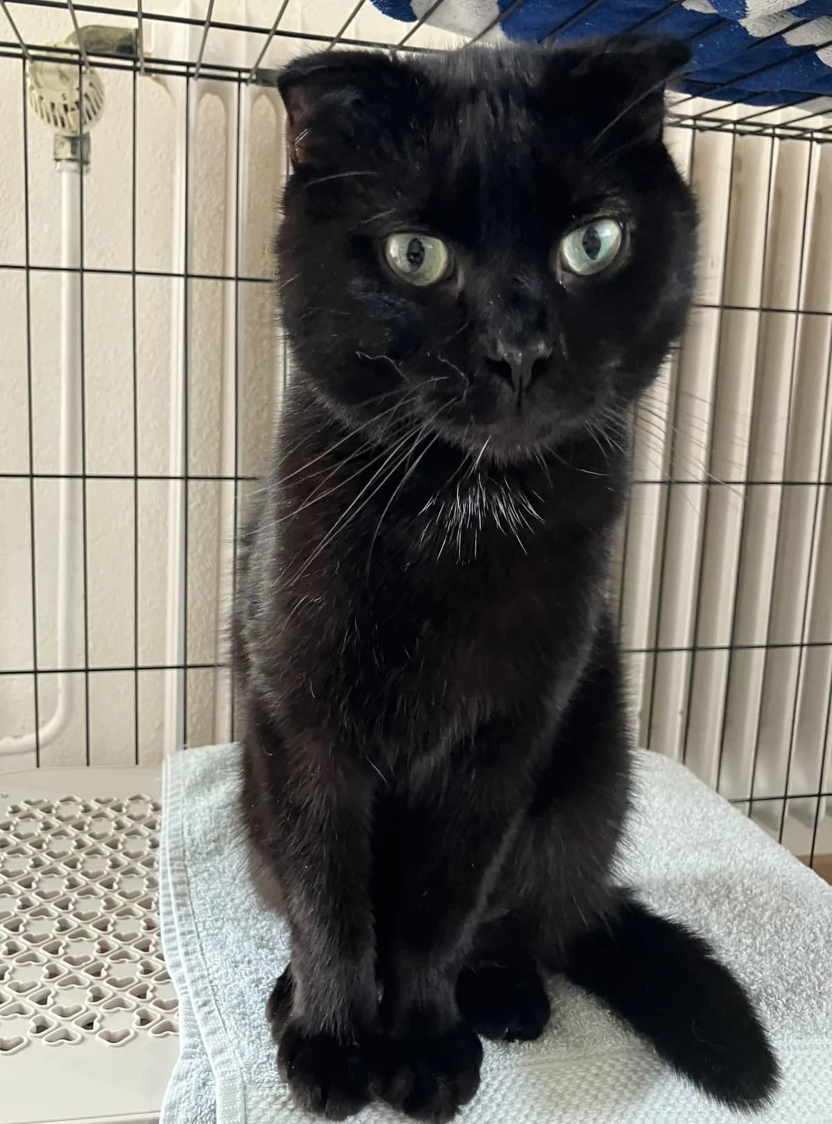 Stephan, zwart senior mixed breed for adoption at Hokazo, Uden